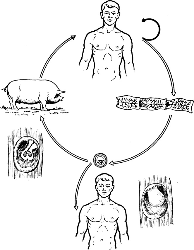 Иллюстрация к книге — Опасные соседи. Как распознать паразитов, не впасть в панику и свести вред для организма к минимуму [i_018.jpg]