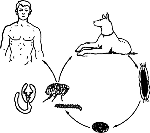 Иллюстрация к книге — Опасные соседи. Как распознать паразитов, не впасть в панику и свести вред для организма к минимуму [i_020.jpg]