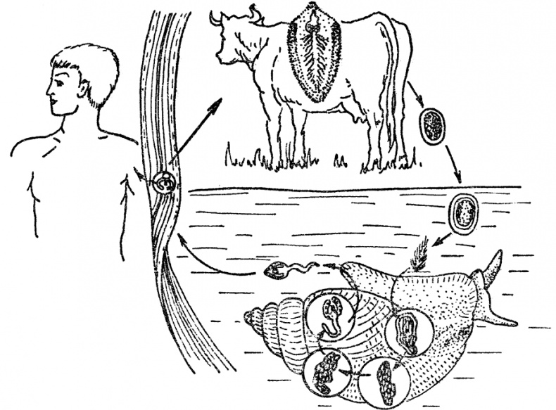 Иллюстрация к книге — Опасные соседи. Как распознать паразитов, не впасть в панику и свести вред для организма к минимуму [i_024.jpg]