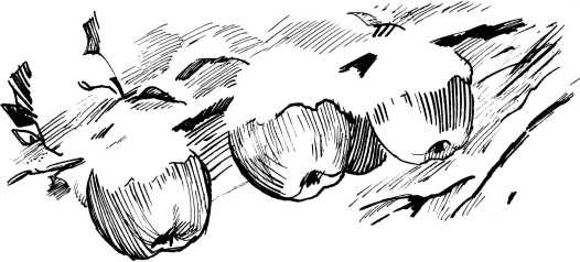 Иллюстрация к книге — Трудное время для попугаев [i_011.jpg]