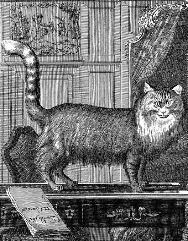 Иллюстрация к книге — Таинственный мир кошек. Мифология, история и наука о сверхъестественных способностях самого независимого домашнего питомца [i_004.jpg]