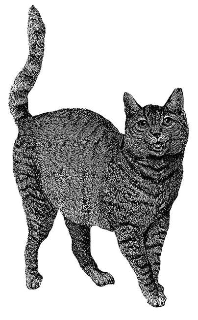 Иллюстрация к книге — Таинственный мир кошек. Мифология, история и наука о сверхъестественных способностях самого независимого домашнего питомца [i_007.jpg]
