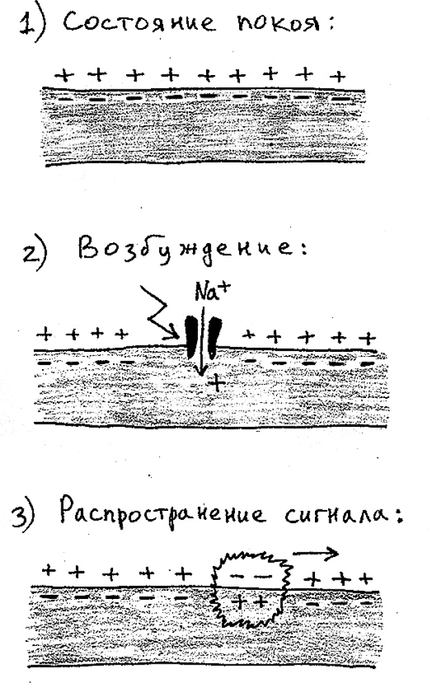 Иллюстрация к книге — Мозг материален [i_011.jpg]