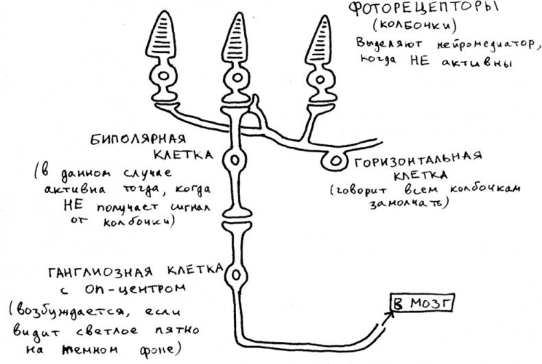 Иллюстрация к книге — Мозг материален [i_019.jpg]