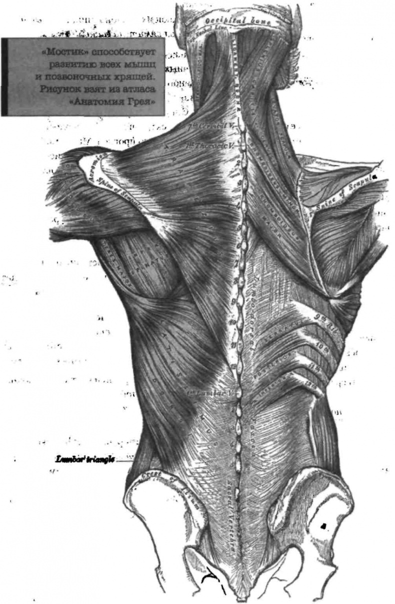 Иллюстрация к книге — Тренировочная зона. Секретная система физических тренировок [_105.jpg]