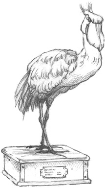 Иллюстрация к книге — Где-то там гиппопотам  [i_039.jpg]