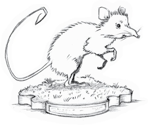 Иллюстрация к книге — Где-то там гиппопотам  [i_059.jpg]