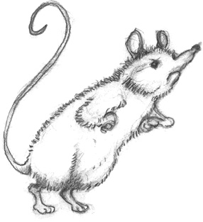 Иллюстрация к книге — Где-то там гиппопотам  [i_061.jpg]