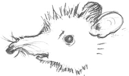 Иллюстрация к книге — Где-то там гиппопотам  [i_062.jpg]