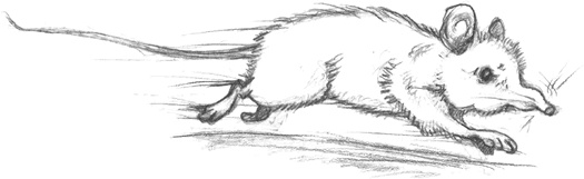 Иллюстрация к книге — Где-то там гиппопотам  [i_073.jpg]