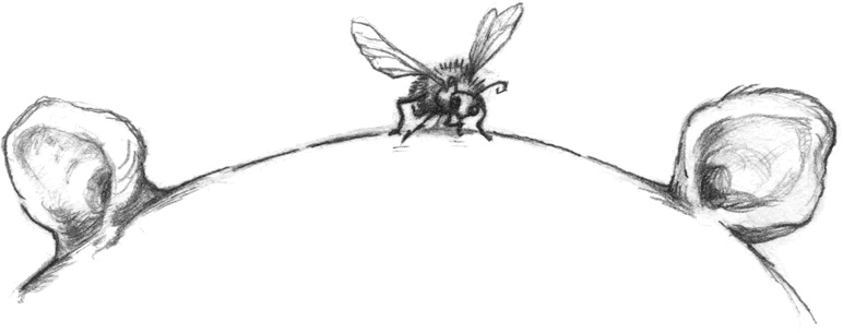 Иллюстрация к книге — Где-то там гиппопотам  [i_078.jpg]