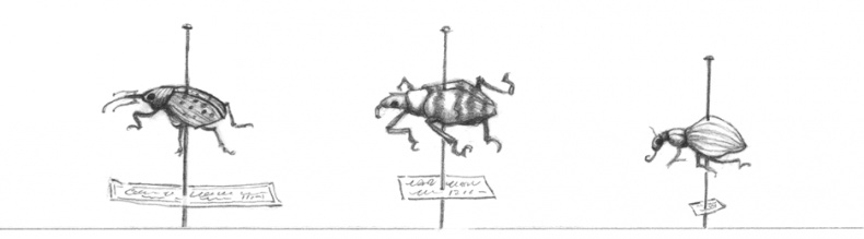 Иллюстрация к книге — Где-то там гиппопотам  [i_135.jpg]