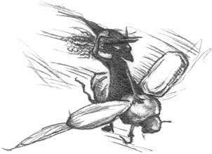 Иллюстрация к книге — Где-то там гиппопотам  [i_161.jpg]