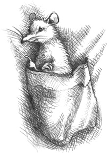 Иллюстрация к книге — Где-то там гиппопотам  [i_221.jpg]