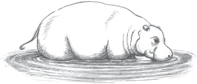 Иллюстрация к книге — Где-то там гиппопотам  [i_240.jpg]