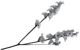 Иллюстрация к книге — Недостаточно худая. Дневник топ-модели [i_002.jpg]