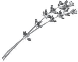 Иллюстрация к книге — Недостаточно худая. Дневник топ-модели [i_003.jpg]