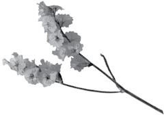 Иллюстрация к книге — Недостаточно худая. Дневник топ-модели [i_015.jpg]