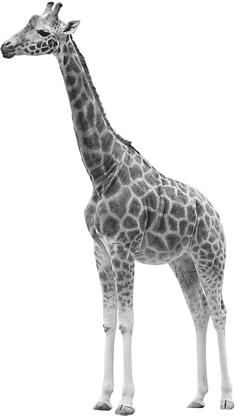 Иллюстрация к книге — Записки путешествующего ветеринара: нескучные истории о диких пациентах  [i_008.jpg]