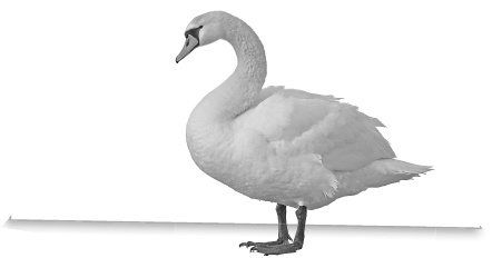 Иллюстрация к книге — Записки путешествующего ветеринара: нескучные истории о диких пациентах  [i_014.jpg]