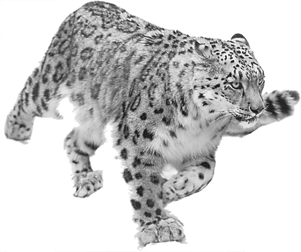 Иллюстрация к книге — Записки путешествующего ветеринара: нескучные истории о диких пациентах  [i_017.jpg]