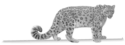 Иллюстрация к книге — Записки путешествующего ветеринара: нескучные истории о диких пациентах  [i_021.jpg]