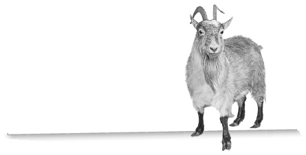 Иллюстрация к книге — Записки путешествующего ветеринара: нескучные истории о диких пациентах  [i_024.jpg]