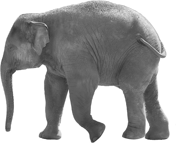 Иллюстрация к книге — Записки путешествующего ветеринара: нескучные истории о диких пациентах  [i_025.jpg]