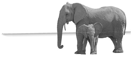 Иллюстрация к книге — Записки путешествующего ветеринара: нескучные истории о диких пациентах  [i_028.jpg]