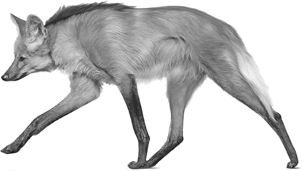 Иллюстрация к книге — Записки путешествующего ветеринара: нескучные истории о диких пациентах  [i_032.jpg]