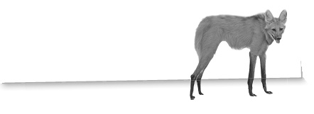 Иллюстрация к книге — Записки путешествующего ветеринара: нескучные истории о диких пациентах  [i_035.jpg]