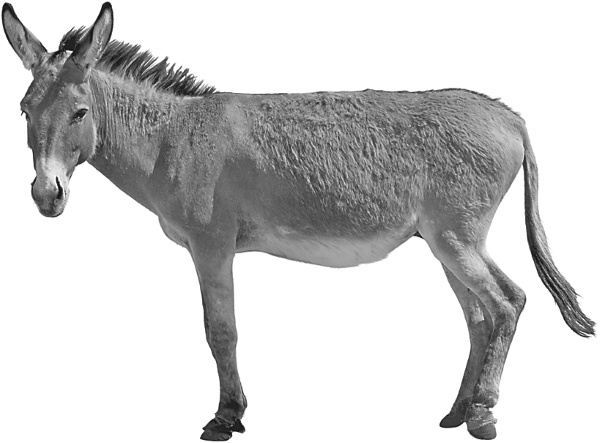 Иллюстрация к книге — Записки путешествующего ветеринара: нескучные истории о диких пациентах  [i_042.jpg]