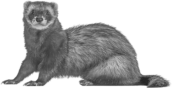 Иллюстрация к книге — Записки путешествующего ветеринара: нескучные истории о диких пациентах  [i_047.jpg]