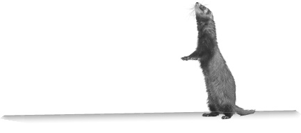 Иллюстрация к книге — Записки путешествующего ветеринара: нескучные истории о диких пациентах  [i_051.jpg]