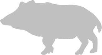 Иллюстрация к книге — Записки путешествующего ветеринара: нескучные истории о диких пациентах  [i_056.jpg]