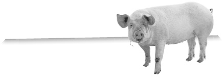 Иллюстрация к книге — Записки путешествующего ветеринара: нескучные истории о диких пациентах  [i_059.jpg]