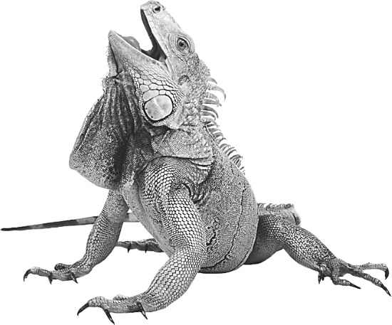 Иллюстрация к книге — Записки путешествующего ветеринара: нескучные истории о диких пациентах  [i_060.jpg]