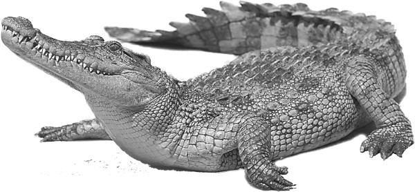 Иллюстрация к книге — Записки путешествующего ветеринара: нескучные истории о диких пациентах  [i_065.jpg]