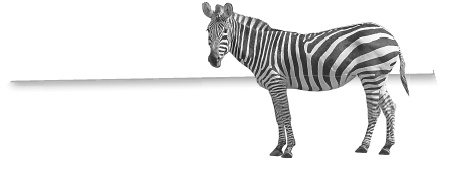 Иллюстрация к книге — Записки путешествующего ветеринара: нескучные истории о диких пациентах  [i_078.jpg]