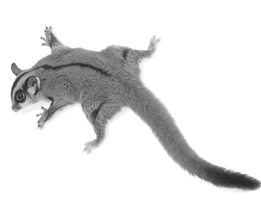 Иллюстрация к книге — Записки путешествующего ветеринара: нескучные истории о диких пациентах  [i_079.jpg]