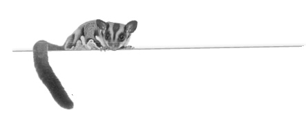 Иллюстрация к книге — Записки путешествующего ветеринара: нескучные истории о диких пациентах  [i_080.jpg]