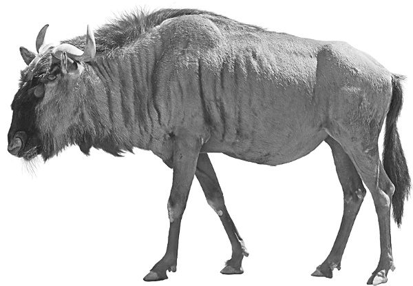 Иллюстрация к книге — Записки путешествующего ветеринара: нескучные истории о диких пациентах  [i_082.jpg]