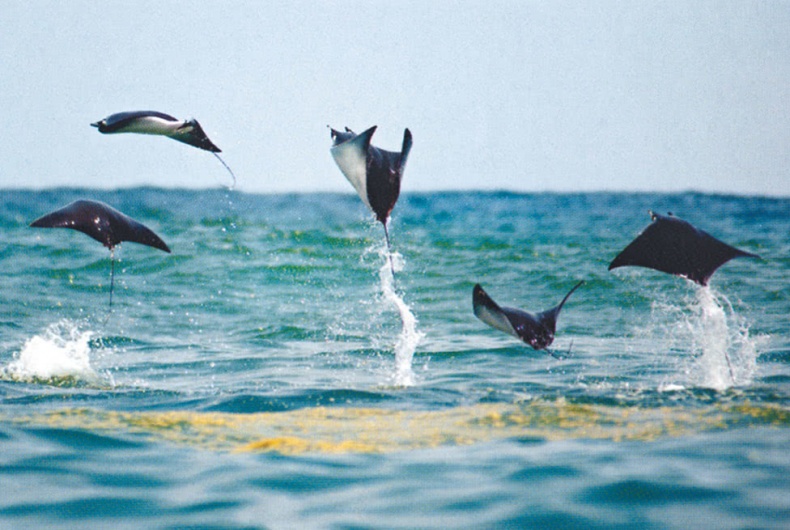 Иллюстрация к книге — Что знает рыба. Внутренний мир наших подводных собратьев [i_005.jpg]