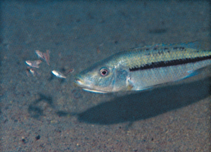 Иллюстрация к книге — Что знает рыба. Внутренний мир наших подводных собратьев [i_009.jpg]