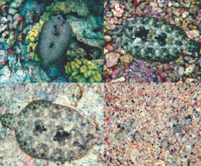 Иллюстрация к книге — Что знает рыба. Внутренний мир наших подводных собратьев [i_017.jpg]