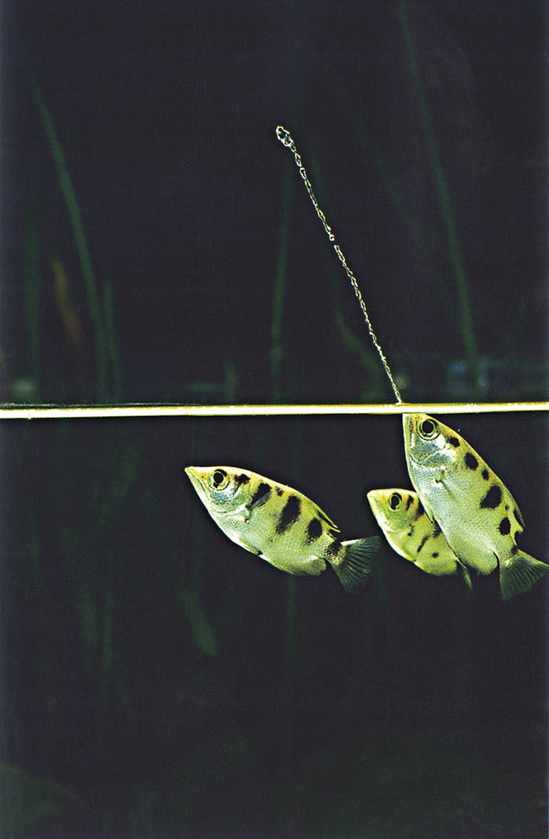 Иллюстрация к книге — Что знает рыба. Внутренний мир наших подводных собратьев [i_021.jpg]