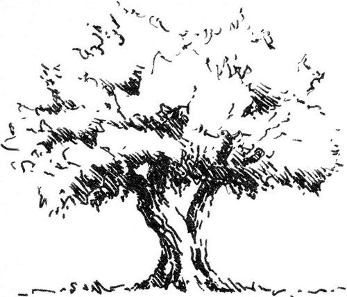 Иллюстрация к книге — Хозяйка книжной лавки на площади Трав  [i_013.jpg]