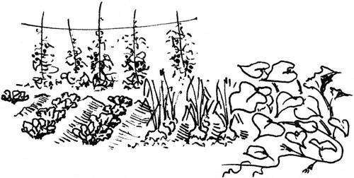 Иллюстрация к книге — Хозяйка книжной лавки на площади Трав  [i_021.jpg]