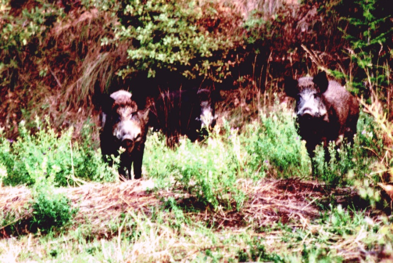 Иллюстрация к книге — Мои двадцать пять лет в Провансе [i_030.jpg]