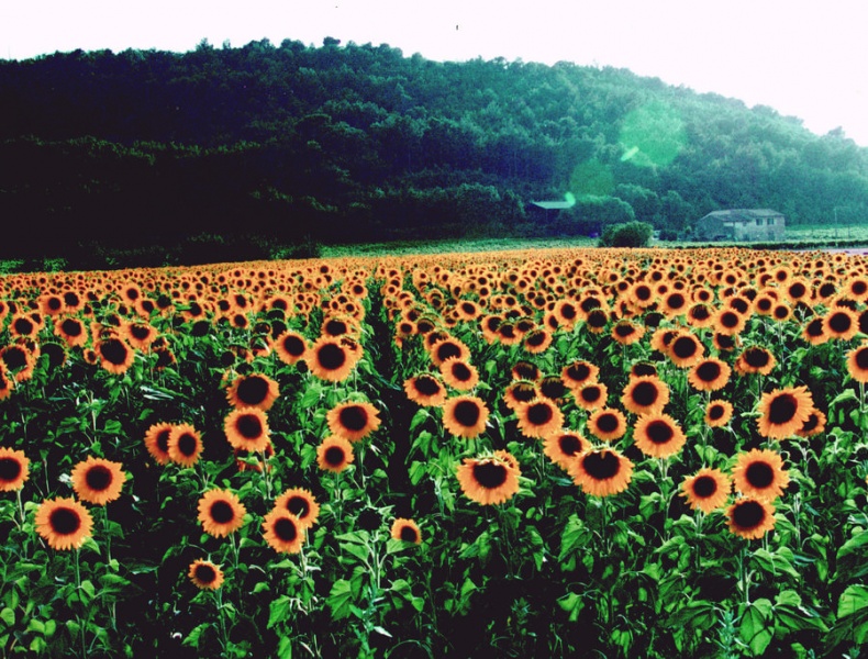 Иллюстрация к книге — Мои двадцать пять лет в Провансе [i_032.jpg]